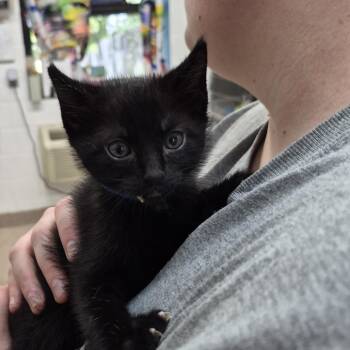 Domestic Short Hair Cats Available for Adoption in Ardmore, Oklahoma - Fat Man | PetCurious