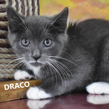 Draco -  Domestic Short Hair Cat for Adoption in Yuma, Arizona - Draco | PetCurious