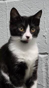 Domestic Short Hair Cats Available for Adoption in Huntington, Indiana - Bennie | PetCurious