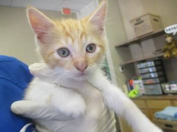 Domestic Short Hair Cats Available for Adoption in Ocala, Florida - A382373 | PetCurious