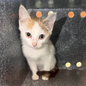 Evelyn -  Domestic Short Hair Cat for Adoption in Birmingham, Alabama - Evelyn | PetCurious