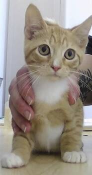 Milo -  Domestic Short Hair Cat for Adoption in Dayton, Minnesota - Milo | PetCurious