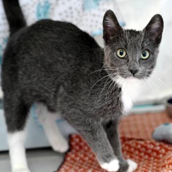 Domestic Short Hair Cats Available for Adoption - Phoebe | PetCurious
