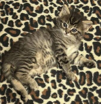 Kronk -  Domestic Medium Hair Cat for Adoption in Tacoma, Washington - Kronk | PetCurious