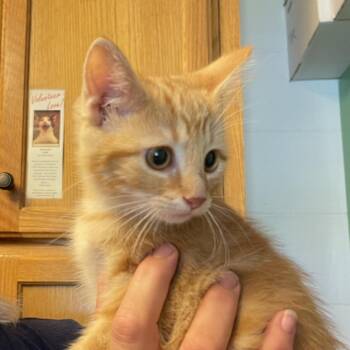 Ginger Snap -  Domestic Short Hair Cat for Adoption in Albert Lea, Minnesota - Ginger Snap | PetCurious