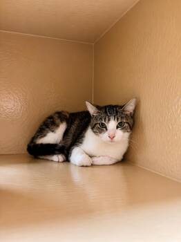Primm -  Tabby Cat Available for Adoption in Burnaby, British Columbia - Primm | PetCurious