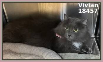 Domestic Medium Hair Cats Available for Adoption in Marietta, Georgia - VIVIAN | PetCurious