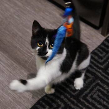 Rosaline -  Domestic Short Hair Cat for Adoption in Wakefield, Quebec - Rosaline | PetCurious