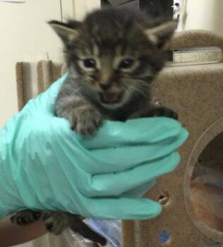 Domestic Short Hair Cats Available for Adoption in Riverside, California - A1914272 | PetCurious