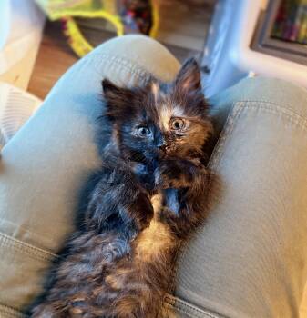 Rescue Domestic Short Hair and Domestic Long Hair Cats for Adoption in Leetonia, Ohio - Coalette And Cinder | PetCurious