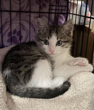 TRAVIS -  Tabby Cat for Adoption in Plano, Texas - TRAVIS | PetCurious