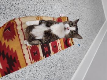 Rescue Domestic Short Hair Cats for Adoption in Stockbridge, Michigan - Breslin | PetCurious