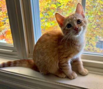 Blaze 2 -  Domestic Short Hair Cat for Adoption in Arthur, Ontario - Blaze 2 | PetCurious