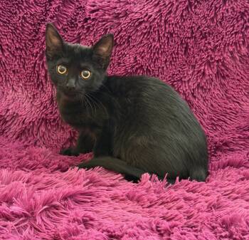 JACEE - CUDDLY BOTTLE BABY -  Domestic Short Hair Cat for Adoption in Plano, Texas - JACEE - CUDDLY BOTTLE BABY | PetCurious