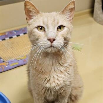 Rescue Domestic Short Hair Cats for Adoption in Fairfax, Virginia - Cheddar | PetCurious