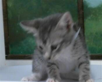 BEATRIZ -  Domestic Short Hair Cat for Adoption in Houston, Texas - BEATRIZ | PetCurious