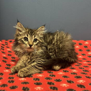Rescue Domestic Medium Hair Cats for Adoption in Candler, North Carolina - Jarl | PetCurious