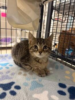 Pecan (Pardee) -  Domestic Short Hair Cat for Adoption in Johnson City, Tennessee - Pecan (Pardee) | PetCurious