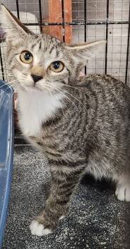 Rescue Domestic Short Hair Cats for Adoption in Town 