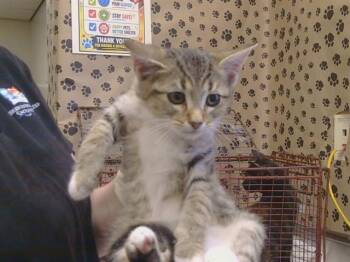 DIGBY -  Domestic Short Hair Cat for Adoption in Sacramento, California - DIGBY | PetCurious