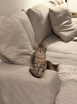 ROCKY -  Domestic Short Hair Cat for Adoption in Broomfield, Colorado - ROCKY | PetCurious