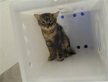 JASPER -  Domestic Short Hair Cat for Adoption in Albuquerque, New Mexico - JASPER | PetCurious