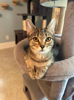 Bernadette -  Domestic Short Hair Cat for Adoption in Cincinnati, Ohio - Bernadette | PetCurious