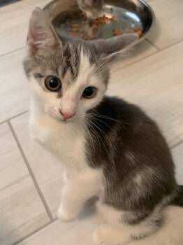 Marina -  Domestic Short Hair Cat for Adoption in Zephyrhills, Florida - Marina | PetCurious