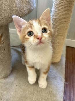 Rowan -  Domestic Short Hair Cat for Adoption in Ona, West Virginia - Rowan | PetCurious