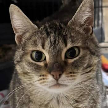 Domestic Short Hair Cats Available for Adoption in Renton, Washington - Sheena | PetCurious