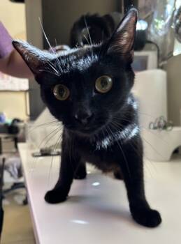 Rescue Domestic Short Hair Cats for Adoption in Fishers, Indiana - Calligraphy | PetCurious