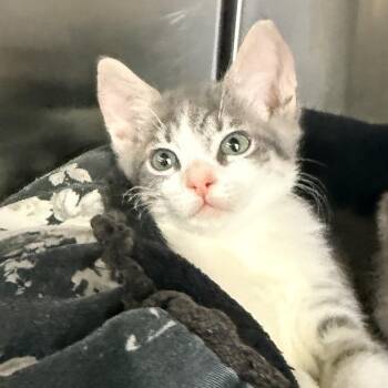 Lake -  Domestic Short Hair Cat for Adoption in Palm Springs, California - Lake | PetCurious