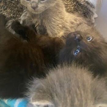 Domestic Short Hair Cats Available for Adoption in West Palm Beach, Florida - Peppo | PetCurious