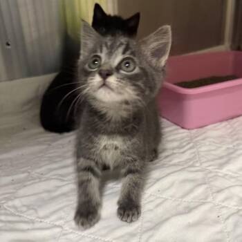 Cicada -  Domestic Short Hair Cat for Adoption in Waynesville, North Carolina - Cicada | PetCurious