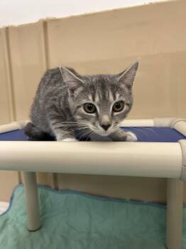 Sassy2 -  Domestic Short Hair Cat for Adoption in Lancaster, Pennsylvania - Sassy2 | PetCurious