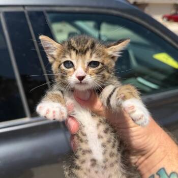 Spot -  Domestic Medium Hair Cat for Adoption in Midland, Texas - Spot | PetCurious