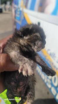 GRACEE -  American Curl Cat for Adoption in Dallas, Texas - GRACEE | PetCurious