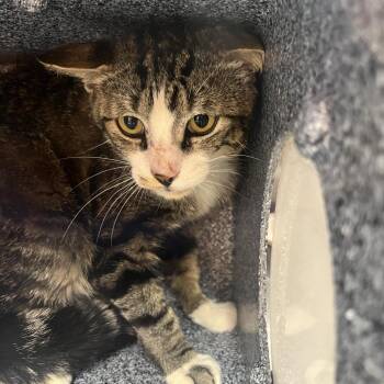 Zolaris -  Domestic Short Hair Cat for Adoption in Salt Lake City, Utah - Zolaris | PetCurious
