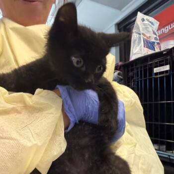Priya -  Domestic Short Hair Cat for Adoption in Salt Lake City, Utah - Priya | PetCurious
