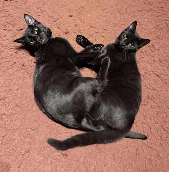 Rescue Domestic Short Hair Cats for Adoption - Maka And Kona | PetCurious