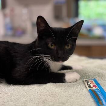 Blossom -  Domestic Short Hair Cat for Adoption in Nashville, Indiana - Blossom | PetCurious