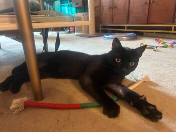 Blackberry -  Domestic Short Hair Cat for Adoption in New York, New York - Blackberry | PetCurious