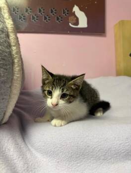 Chocolate Chip -  Domestic Short Hair Cat for Adoption in Freeport, New York - Chocolate Chip | PetCurious
