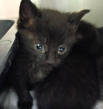 Chandler -  Domestic Short Hair Cat for Adoption in La Porte, Indiana - Chandler | PetCurious