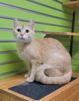 Rescue Domestic Short Hair Cats for Adoption in St. Peters, Missouri - MANGO | PetCurious