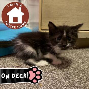 Kennedy -  Domestic Short Hair Cat Available for Adoption in Janesville, Wisconsin - Kennedy | PetCurious