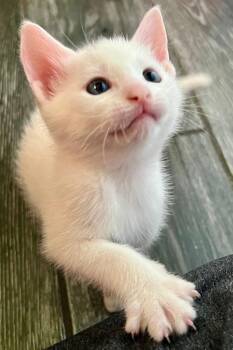 Lumi (Philly Halo Litter) -  Domestic Short Hair Cat for Adoption in Telford, Pennsylvania - Lumi (Philly Halo Litter) | PetCurious