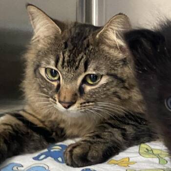 Domestic Medium Hair Cats Available for Adoption in Denver, Colorado - Mama Julie DAP | PetCurious