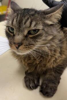 Sid (Pounce Cafe) -  Domestic Short Hair Cat for Adoption in Charleston, South Carolina - Sid (Pounce Cafe) | PetCurious