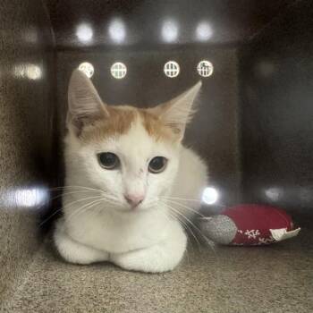 TOOTIE -  Domestic Short Hair Cat for Adoption in Pueblo, Colorado - TOOTIE | PetCurious